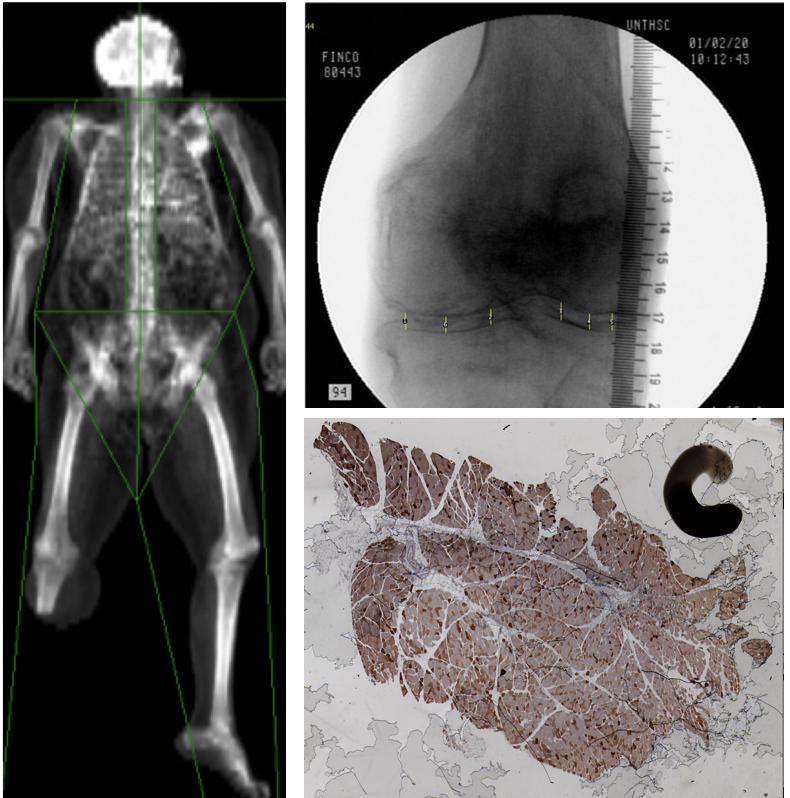 Combined Anatomyimages