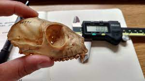 Skull1