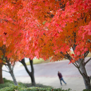 Red Oak Trees On The Hsc Fort Worth Campus