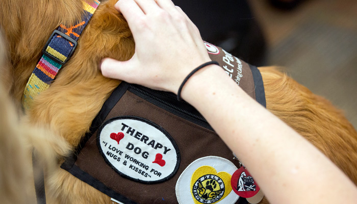 Therapy dog at UNTHSC