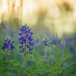 bluebonnets