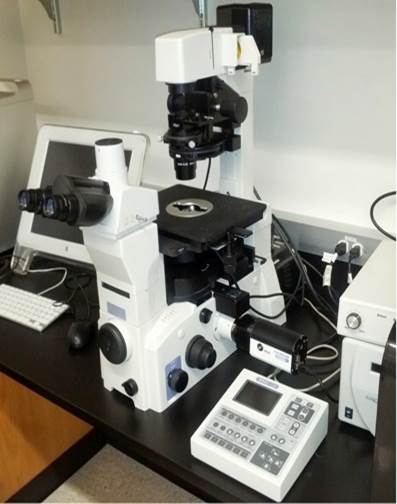 DIC microscope