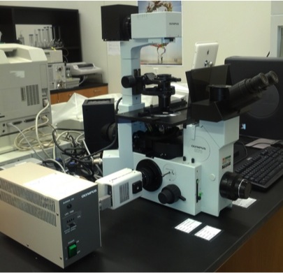 Phase Contrast and Fluorescence